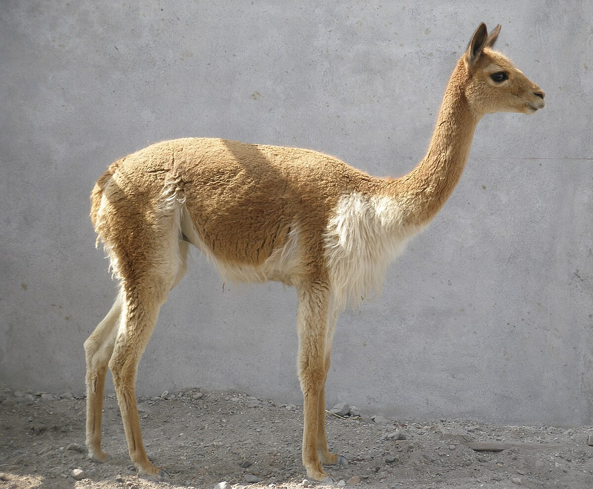 Знакомьтесь, это - викунья. Максимум 250 г шерсти в год с 1 животного