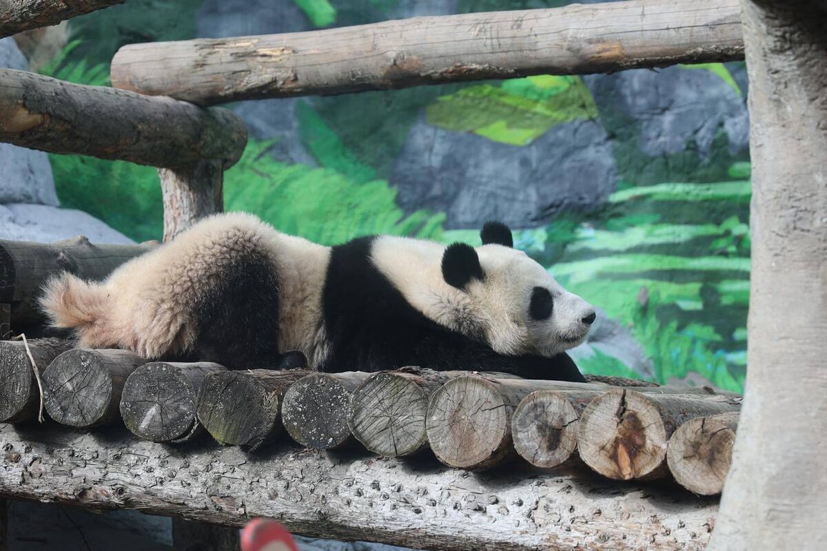    Фото: Телеграм-канал Московского зоопарка