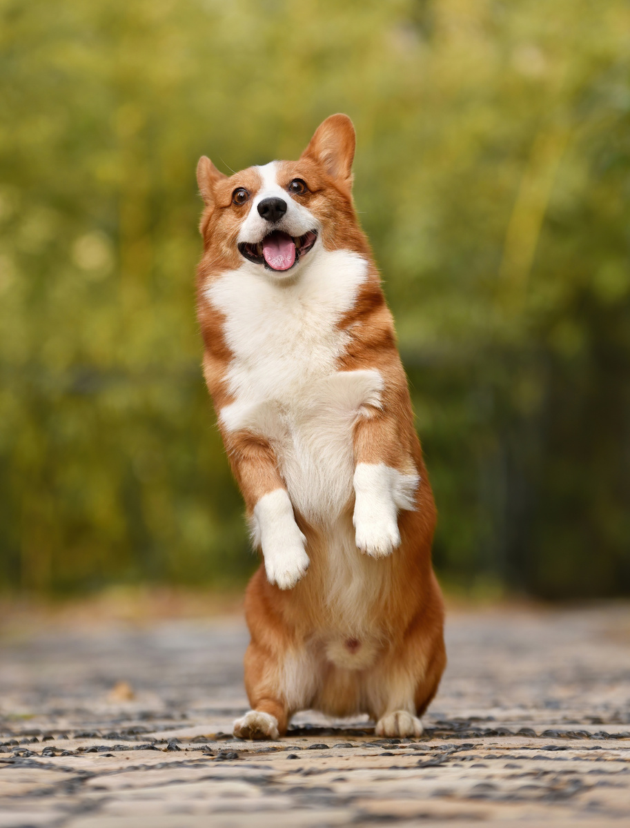 источник фото: https://upload.wikimedia.org/wikipedia/commons/2/25/Fawn_and_white_Welsh_Corgi_puppy_standing_on_rear_legs_and_sticking_out_the_tongue_%28cropped%29.jpg