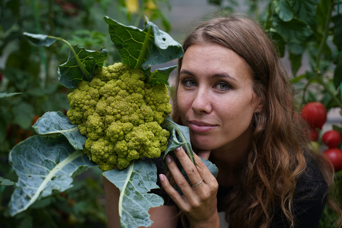 Капуста цветная Пунтоверде