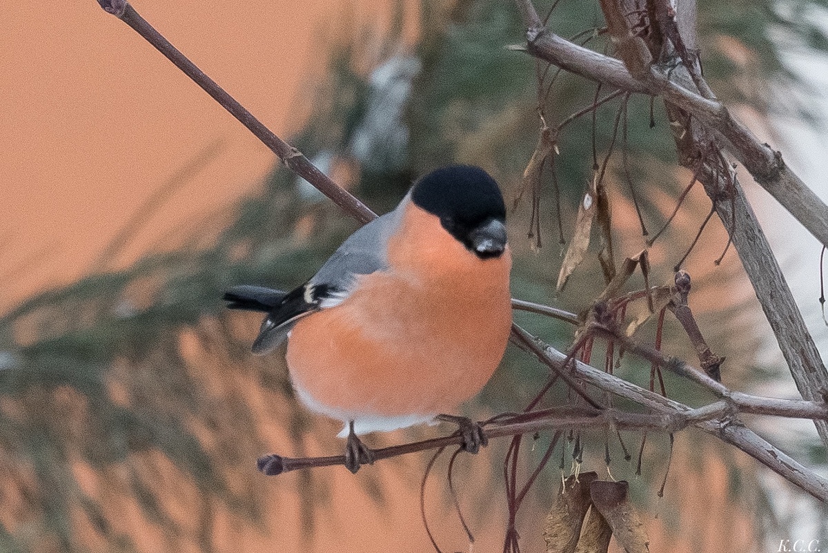 Снегирь, фото автора