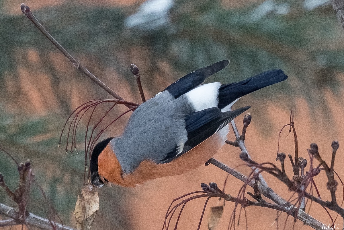 Снегирь, фото автора