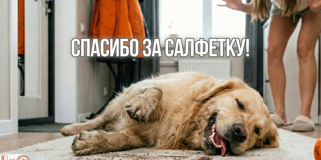 Почему собака трётся мордой о ковёр: смешная привычка или тихий сигнал о помощи? (Гид по симптомам)