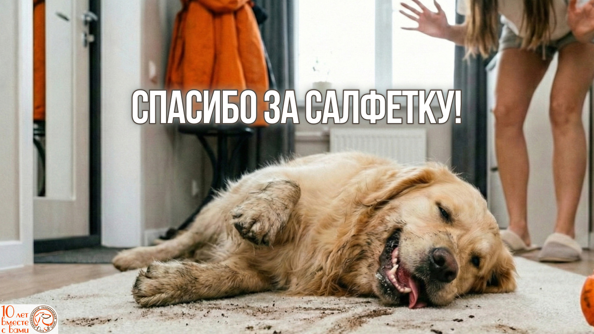 Кажется, что он просто вытирает грязную морду о ваш любимый коврик, но на самом деле в этот момент в его мозге происходит сложнейший нейробиологический процесс. И не всегда безопасный. | Иллюстрация: DogSelf