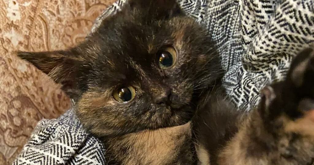 Когда кошка человечнее людей