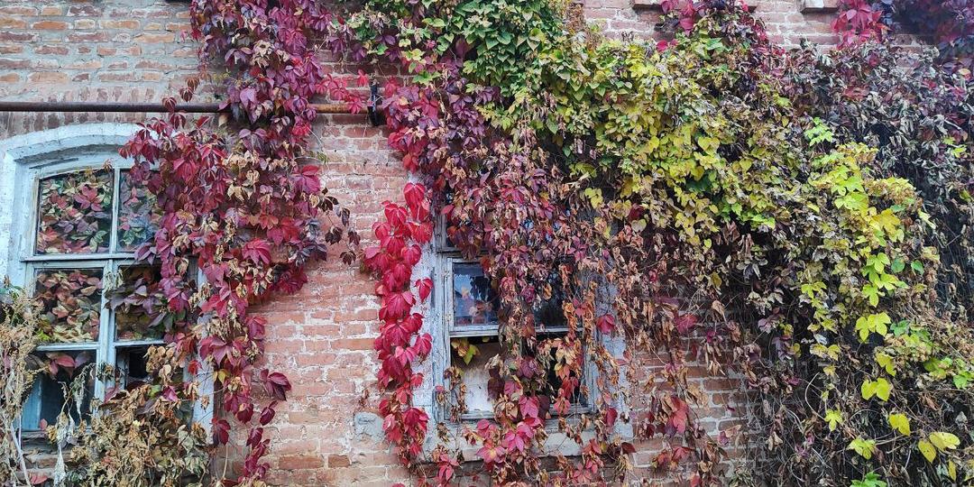 Сердце сироты. Глава 9.