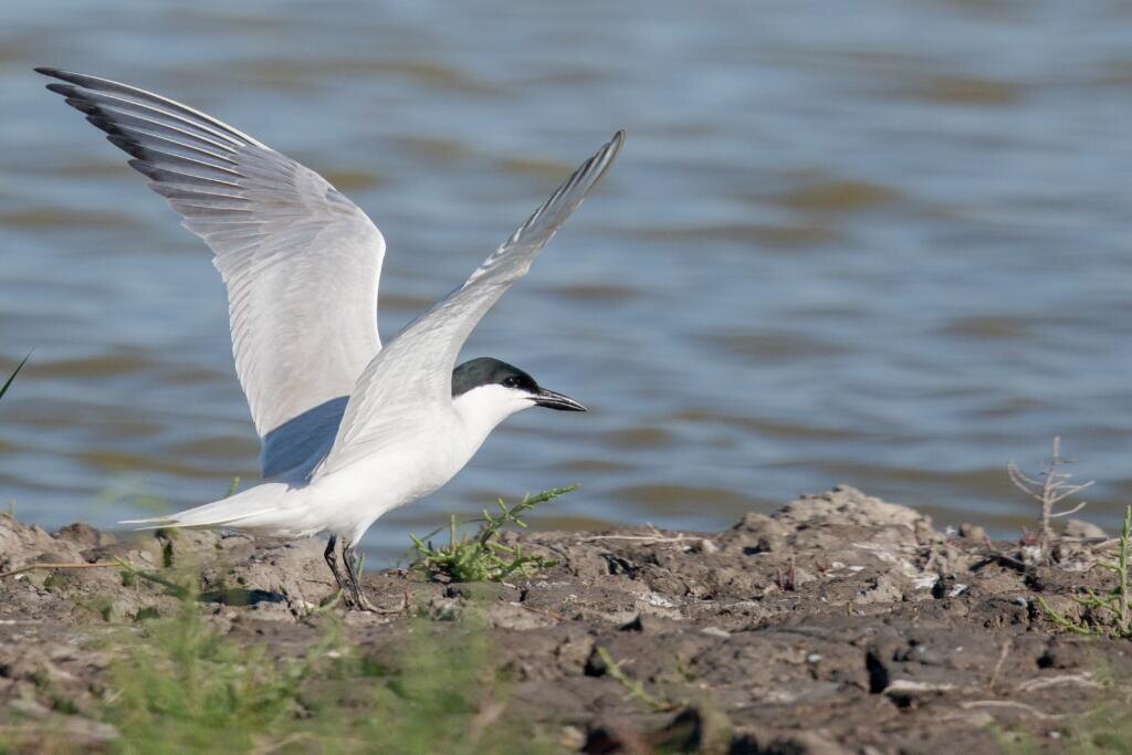   A selective focus shot of a common tern on the beach Журналист