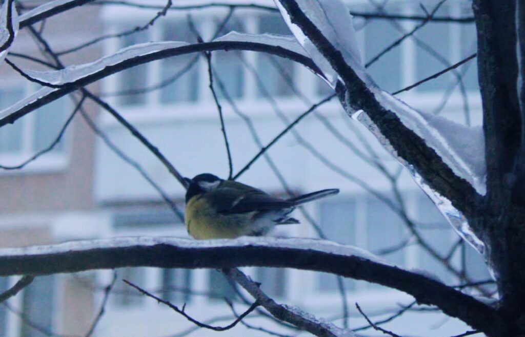    Фото: В курсе.ру Полина Анкушина