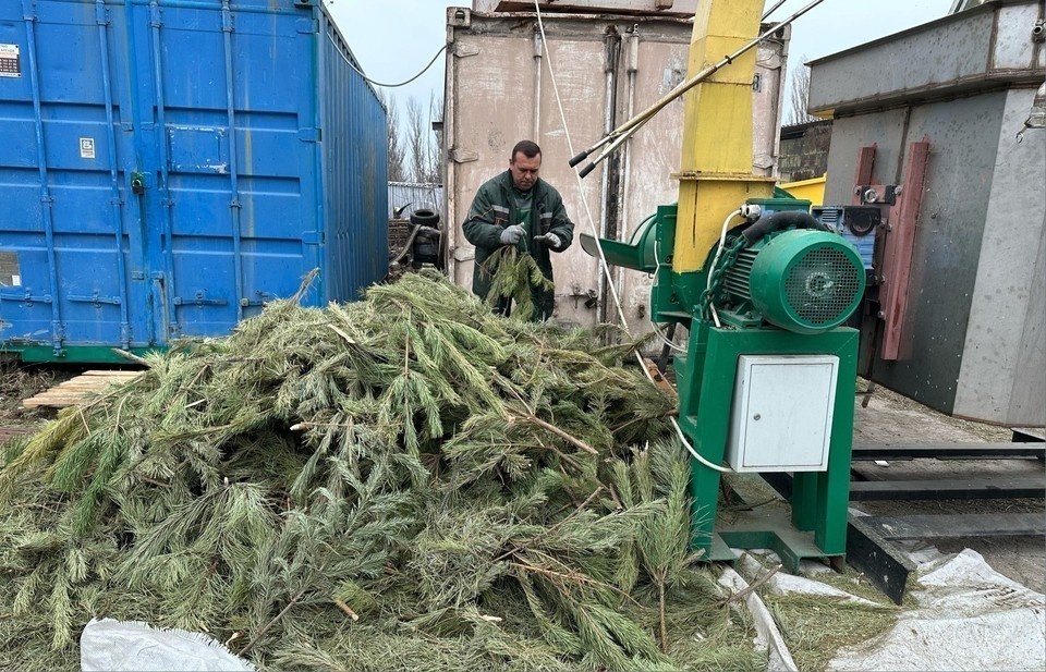    В крымской столице откроют сразу 15 точек сбора сосен и елей. Александра ТИМОЩЕНКО
