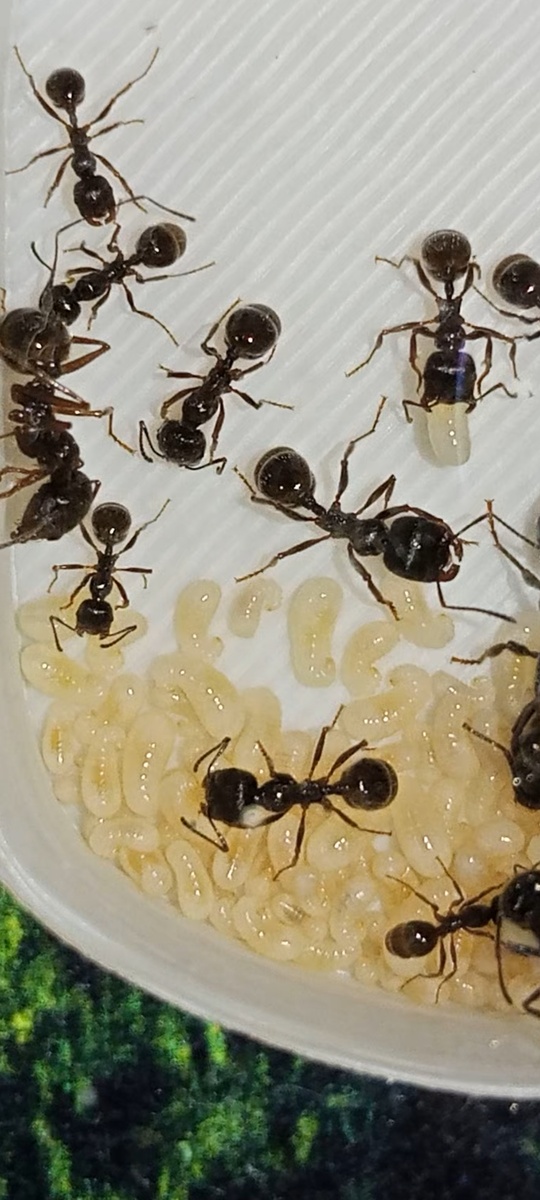 Расплод муравьёв-жнецов.