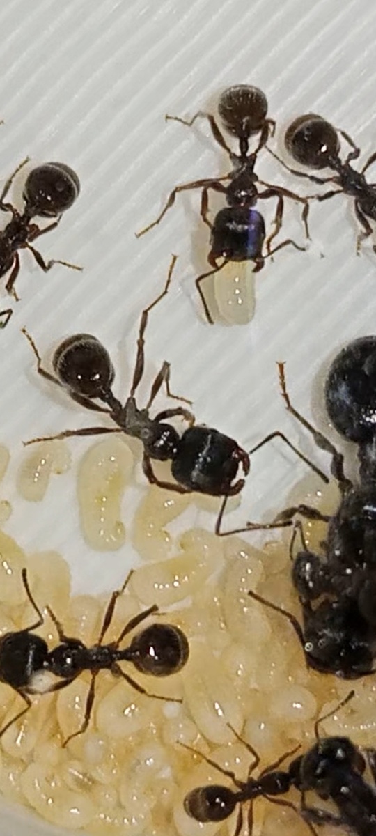 Муравьи-жнецы отдыхают.