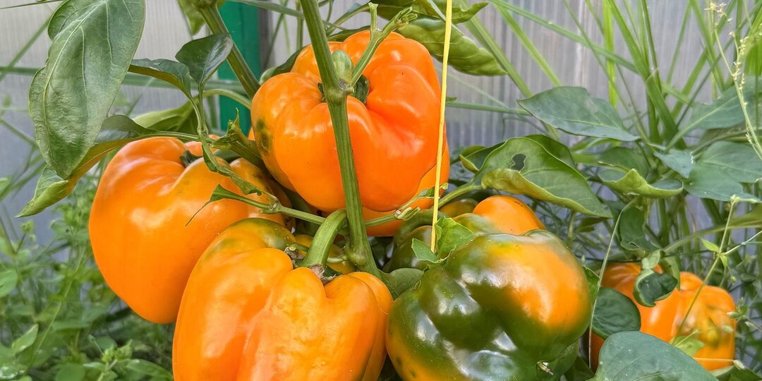 Эти перцы выбирают те, кто любит урожай, а не эксперименты: проверенная подборка