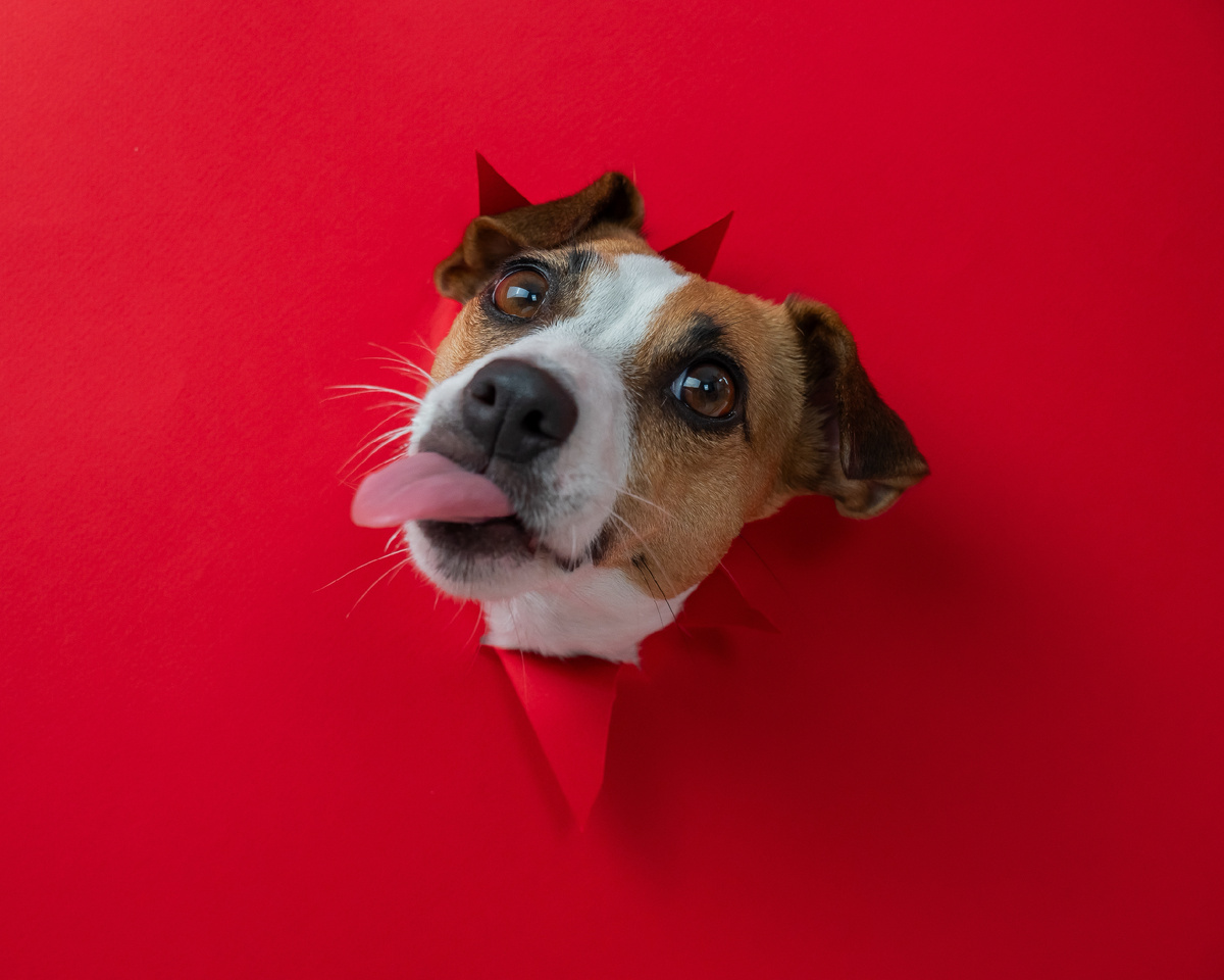 @Reshetnikov_art/Shutterstock.com 