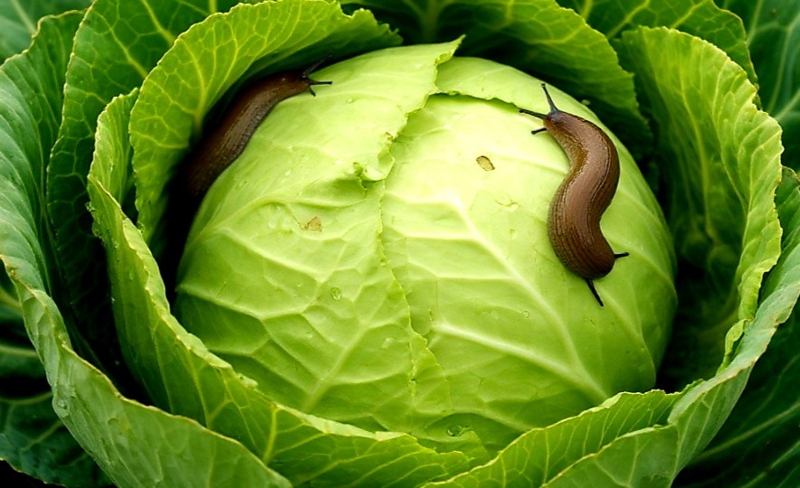 КАК Я ПОБЕДИЛА СЛИЗНЕЙ НА КАПУСТЕ:ЛИЧНЫЙ ОПЫТ, КОТОРЫЙ РАБОТАЕТ!