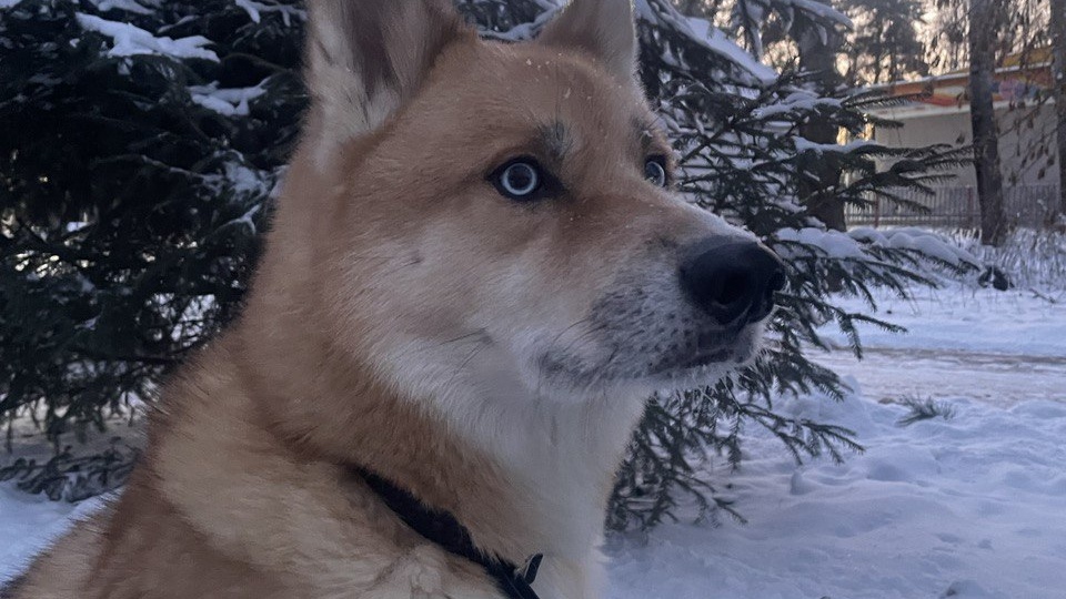 Большое собачье (и не только)путешествие по Золотому кольцу (часть вторая)