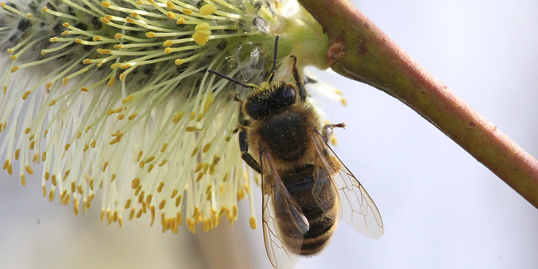Невидимый союз, от которого зависит весь сезон. Почему ива - отлчиный помощник в развитии пчелосемей весной?