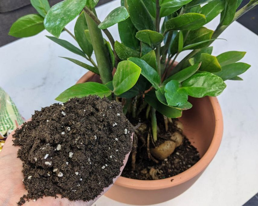 Для большинства растений подходит многокомпонентный, рыхлый и легкий грунт.