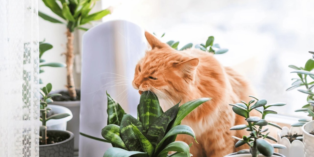 Есть у меня одна знакомая, которая пытается уже 3 месяца вылечить кота от поноса постоянного