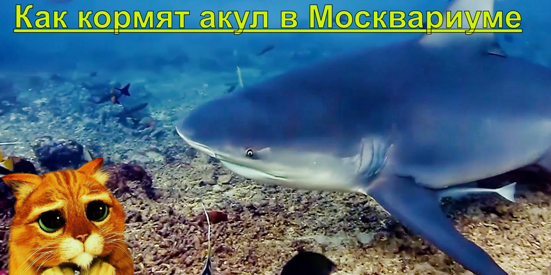 Под водой с хищниками: как кормят акул в Москвариуме