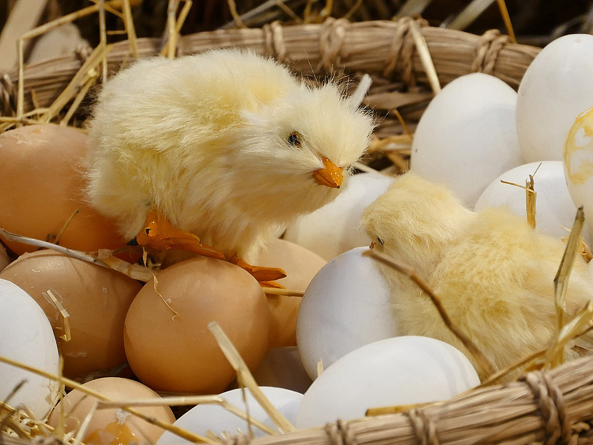 Я родился! Ма, есть что покушать? Когда в школу идти?