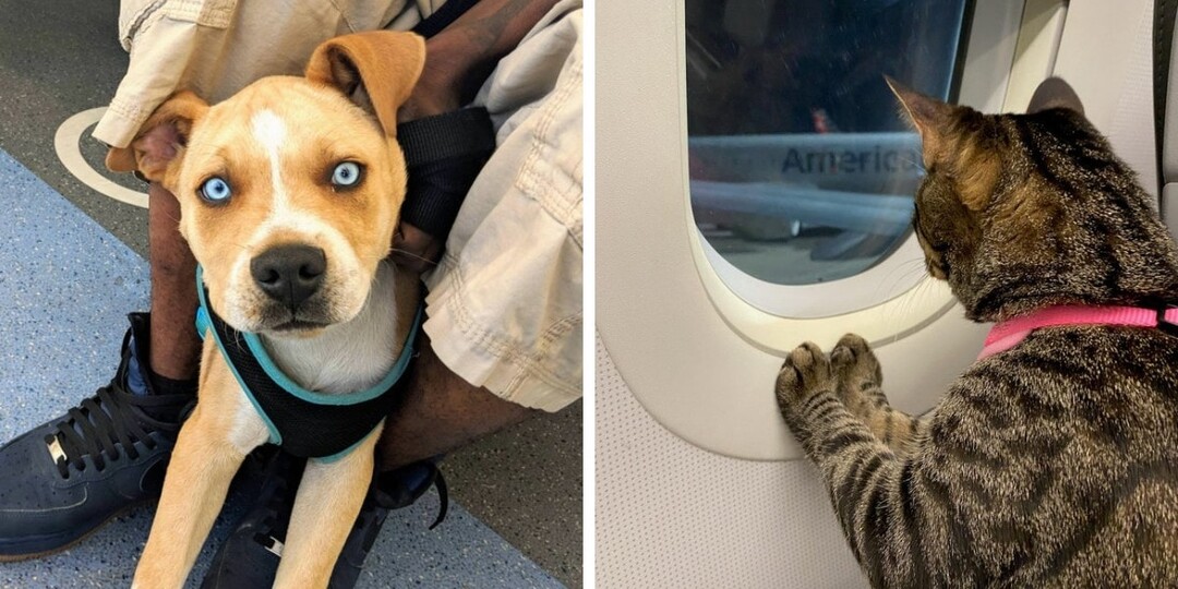 17 случаев, когда люди встречали в транспорте пушистых и не очень, но неизменно милых и забавных попутчиков