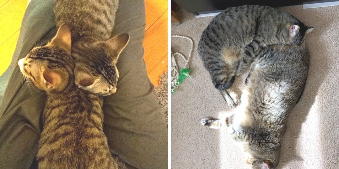 17 крайне милых случаев, когда коты спали вместе, образовывая новые причудливые фигуры