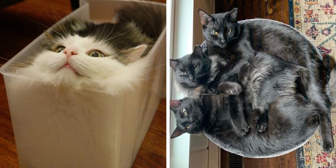 16 забавных кадров, которые доказывают, что коты умеют с лёгкостью помещаться куда угодно