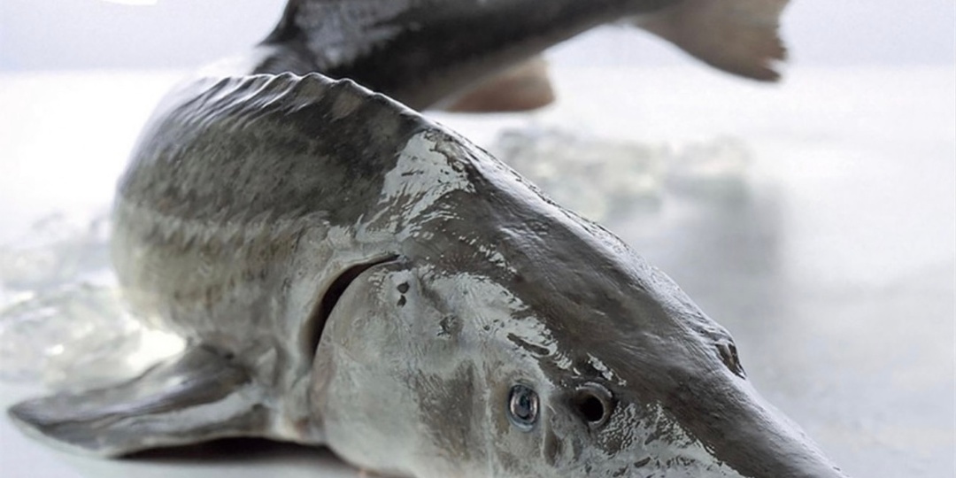 РЫБКА ЗА ПОЛМИЛЛИОНА: КАК ОДИН ОСЕТР ПОЧТИ РАЗОРИЛ БРАКОНЬЕРА ИЗ ВАГАЯ