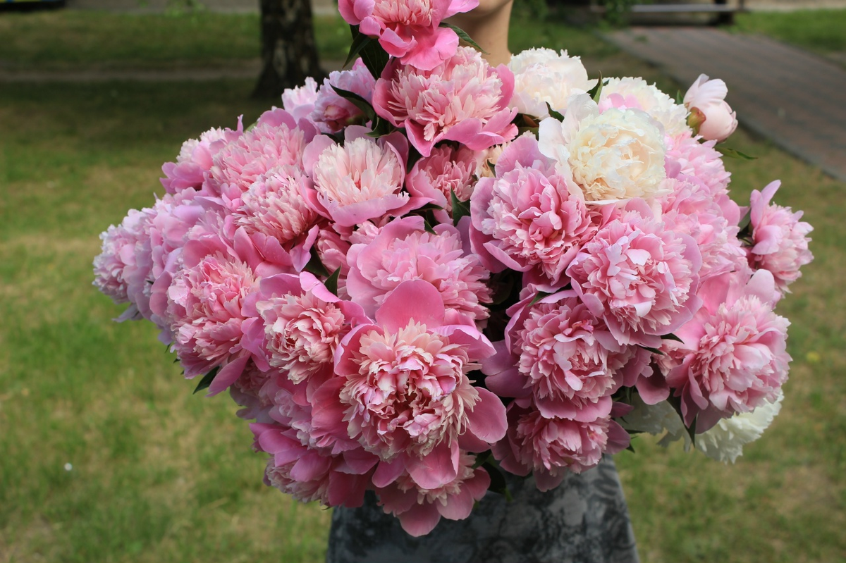 Пионы поступающие пересортом по все направлениям. Личное фото.