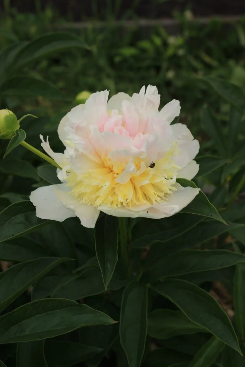 Пион поступивший как Мисс Америка. Личное фото.