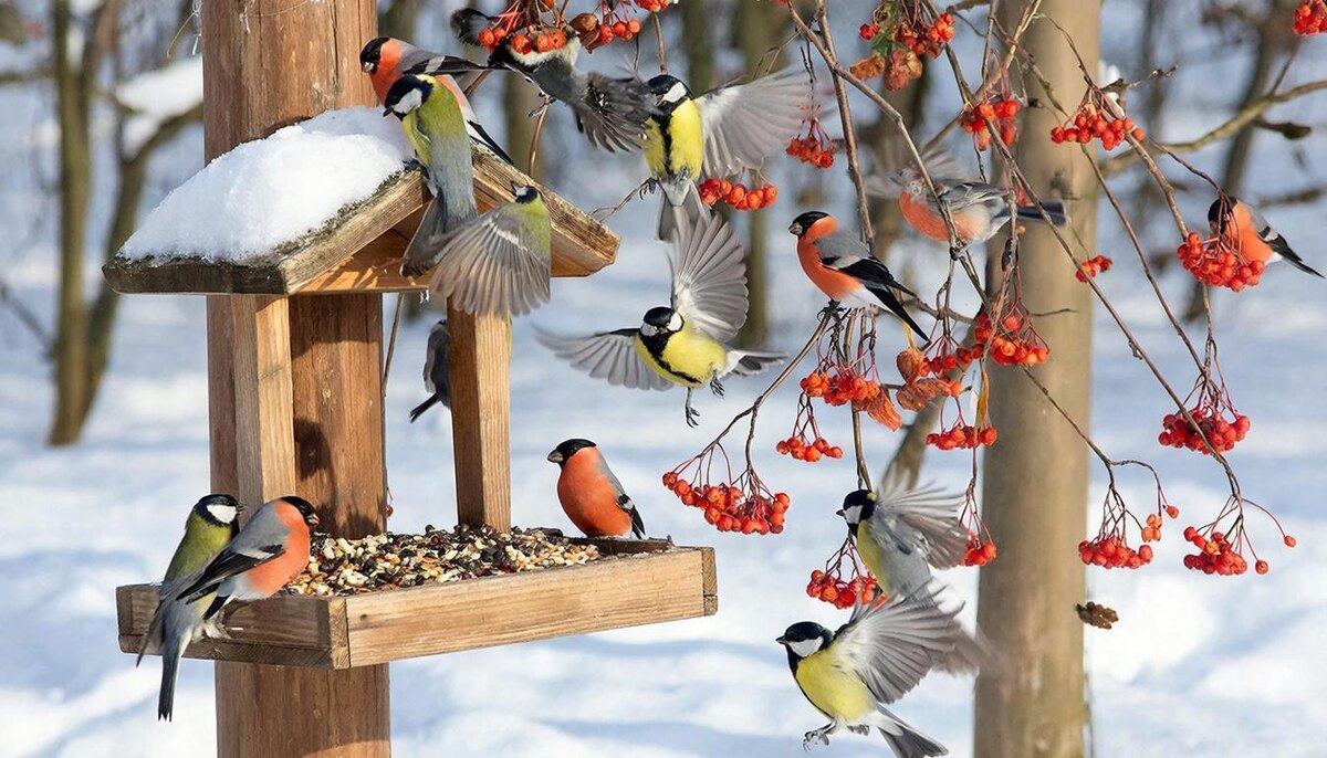    Как стать любимым шеф-поваром для местных синичек