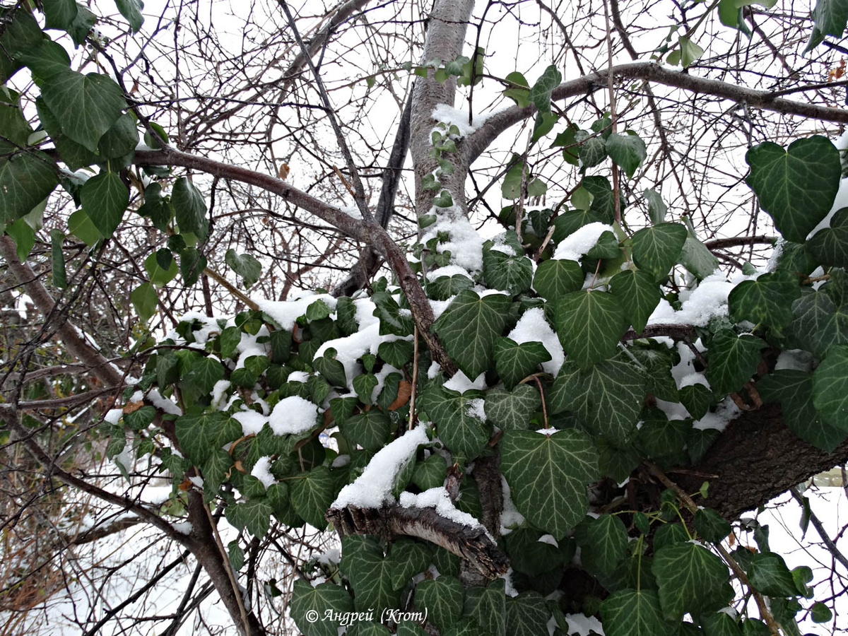 Снег на вечнозеленом плюще