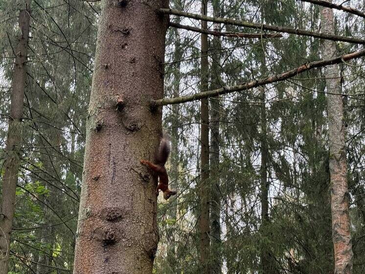     Фитосанитарный контроль прошли 3,6 тысяч кубометров пиломатериалов. Фото: Архив МК в Великом Новгороде