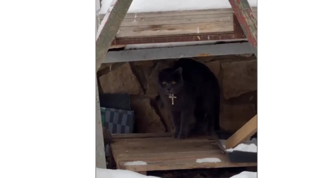    скриншот видео