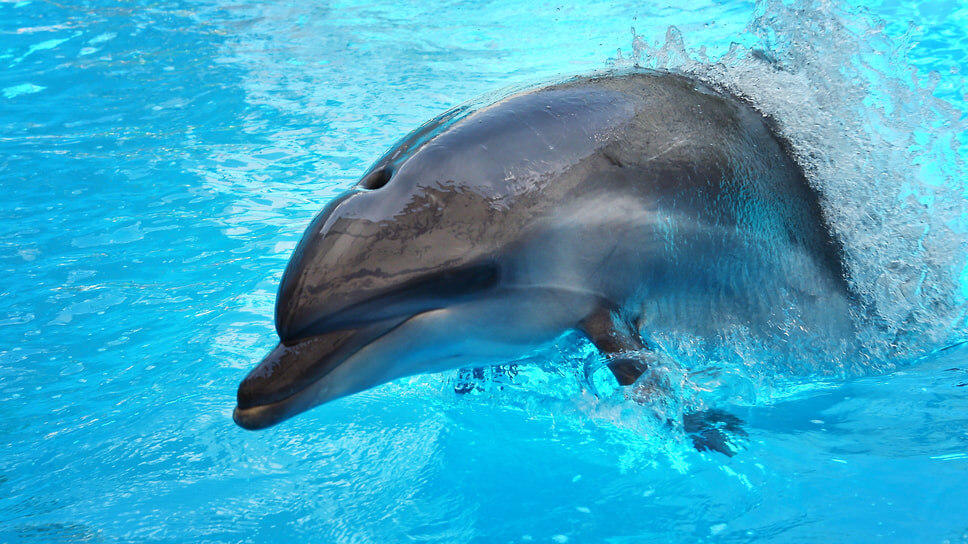 Фото: Виктор Коротаев / Коммерсантъ