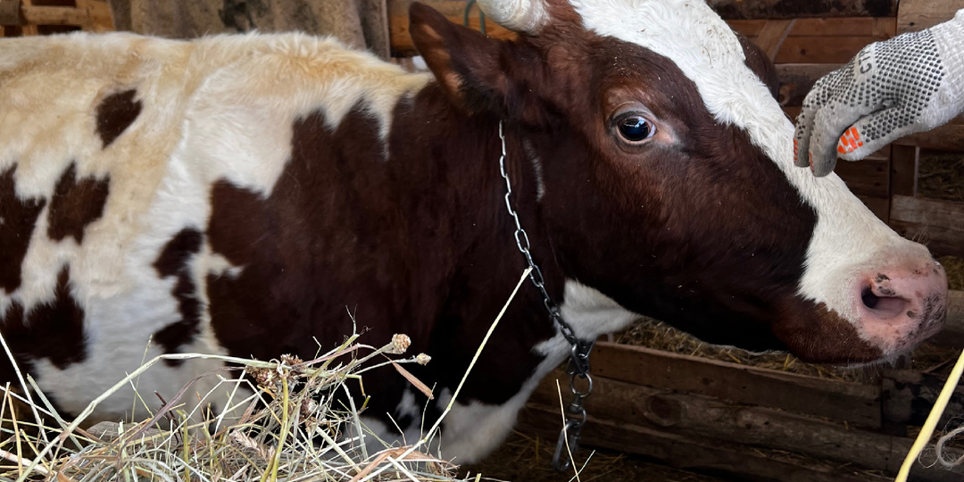 Прощай, Шаня