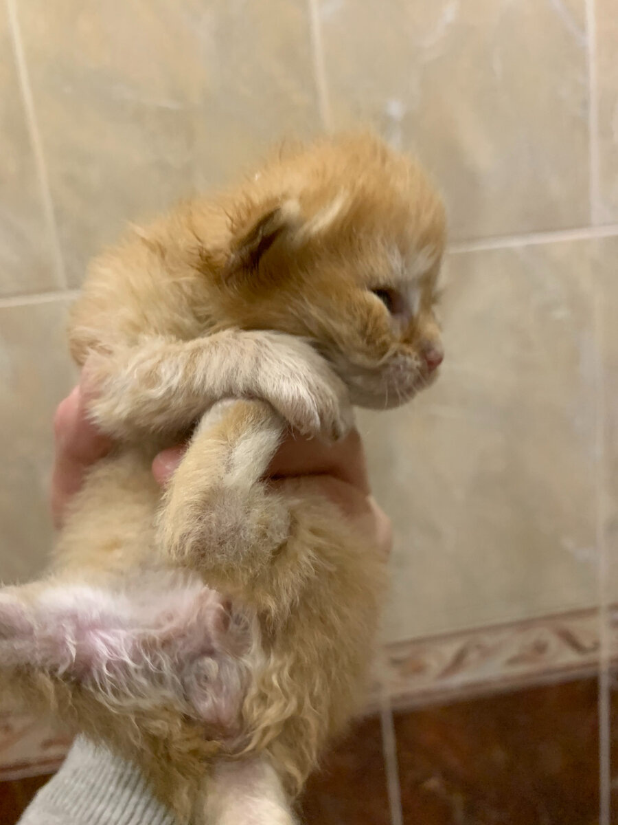 Мишенька - это я, мне тут неделя