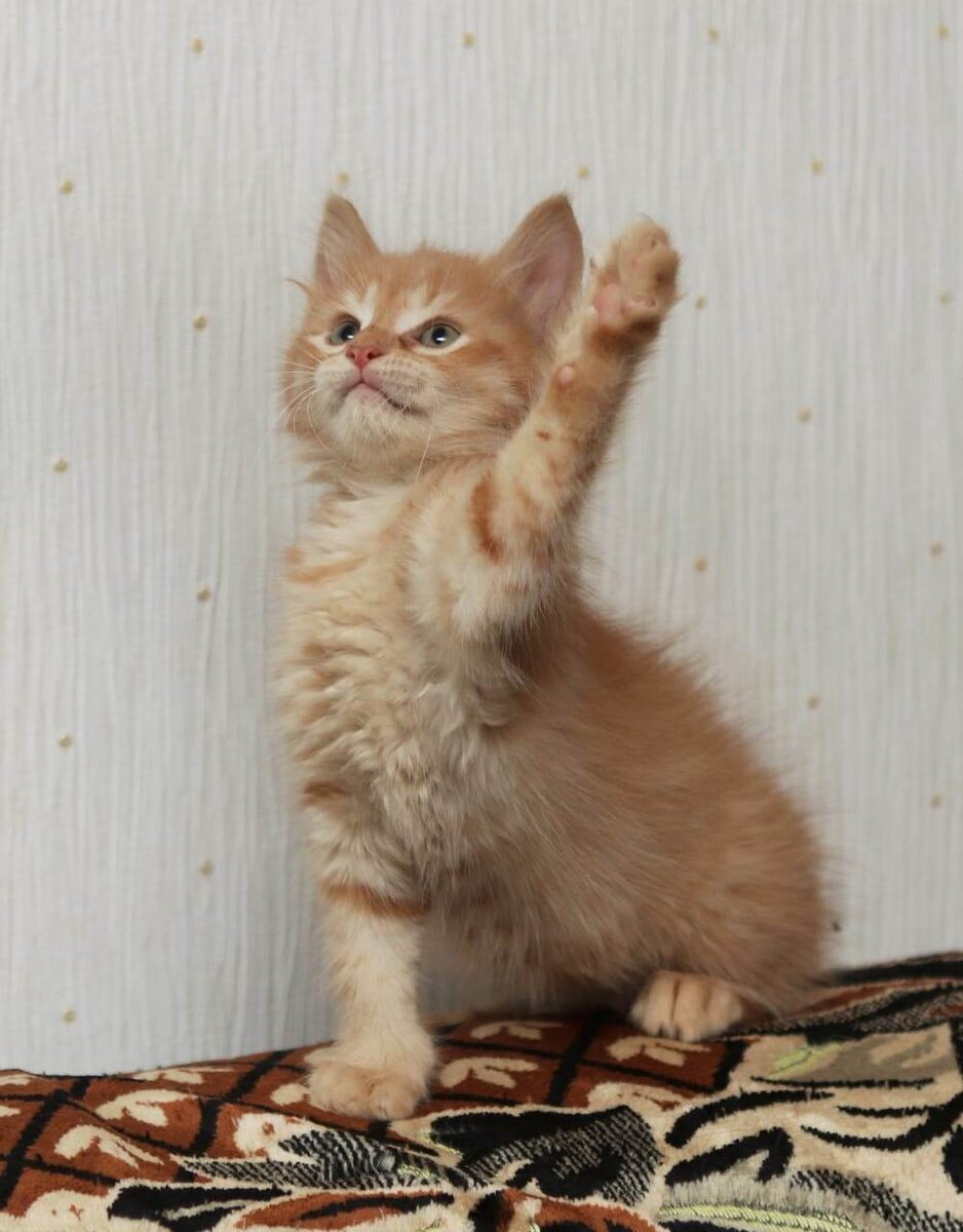 Меня, меня надо срочно домой и любить изо всех сил