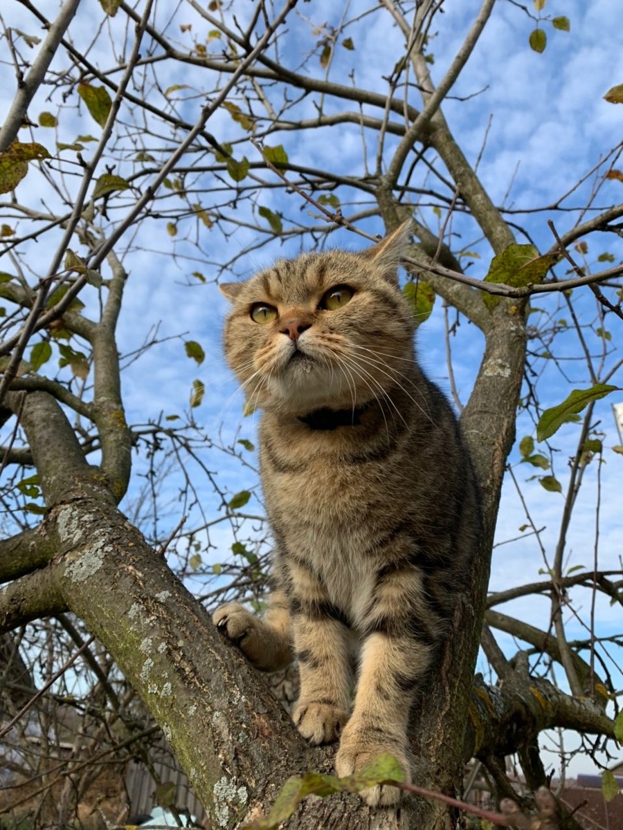 Вот мой красавец и доказательства того, что в деревне он живет свою счастливую жизнь