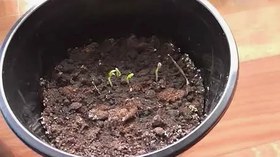  Проблема "шапочек" - семенная оболочка не отделилась при прорастании