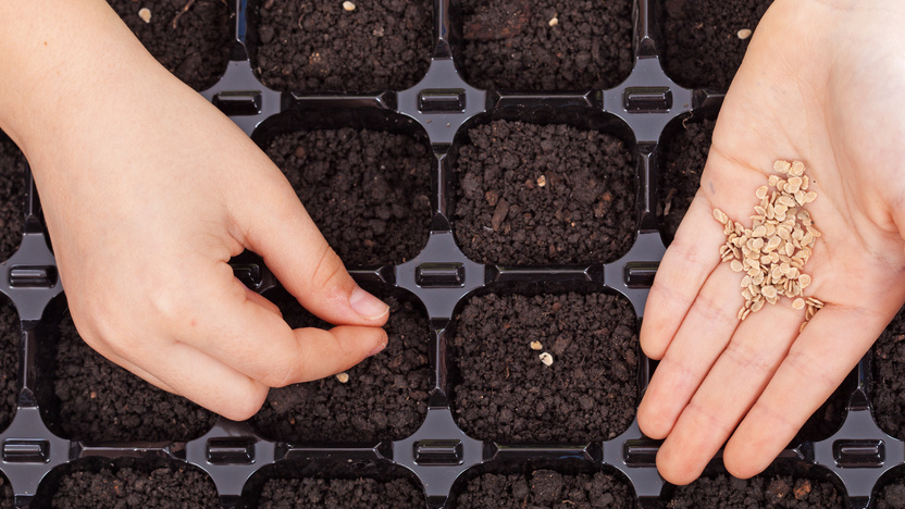 Прижимаю места посева подушечками пальцев - правильное усилие для томатов