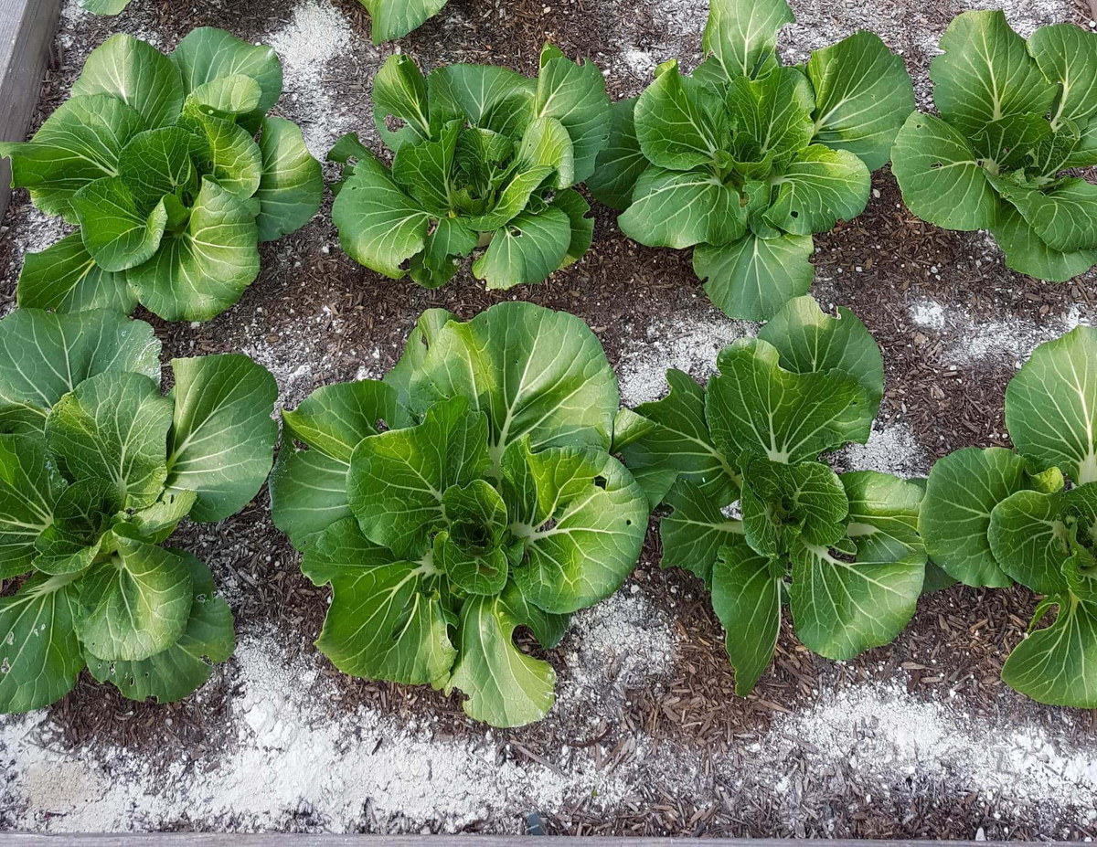 Диатомит позволяет справиться даже со слизнями! Но есть нюансы.