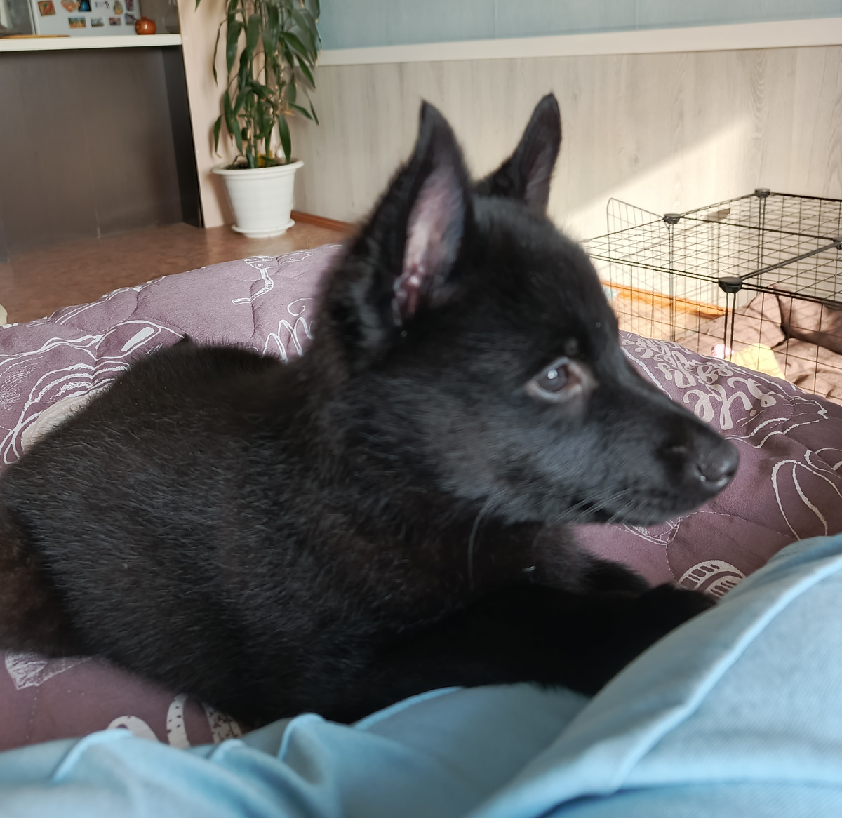 Вермут. Здесь ему 2,5 месяца. Фото автора.