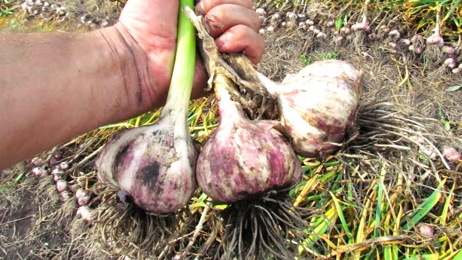 От горчицы до золы: как подготовить грядку под чеснок так, чтобы головки были крупнее кулака