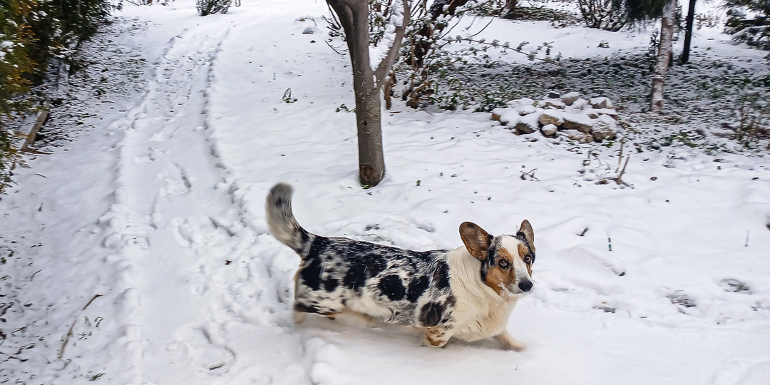 Снег в Старом Крыму, зимняя герань и новая поездка к ветеринару
