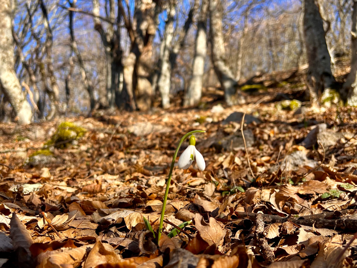 Подснежник в лесу Крыма. Все фото автора.
