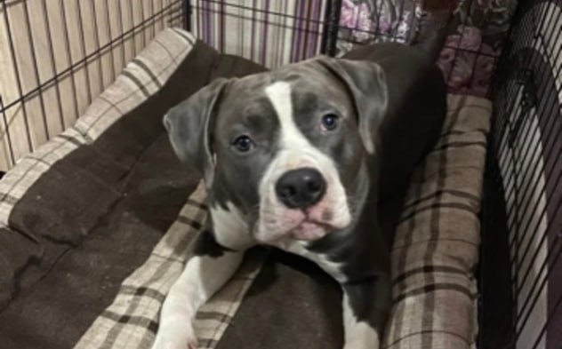 Четвероногого друга ищут все: стаффорд Ник пропал в Ярославской области