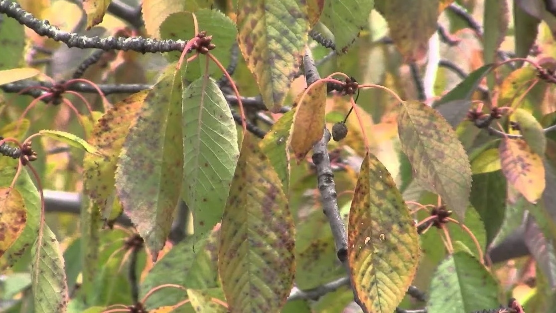 Так выглядела моя вишня после 'правильной' обработки