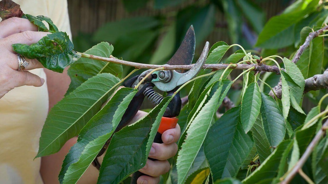 Санитарная обрезка - основа здоровья дерева