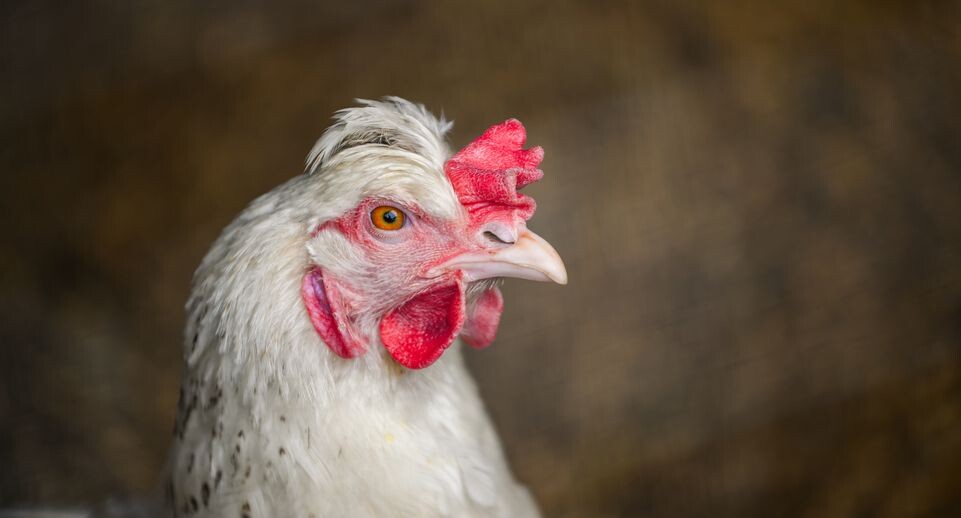    Медиасток.рф